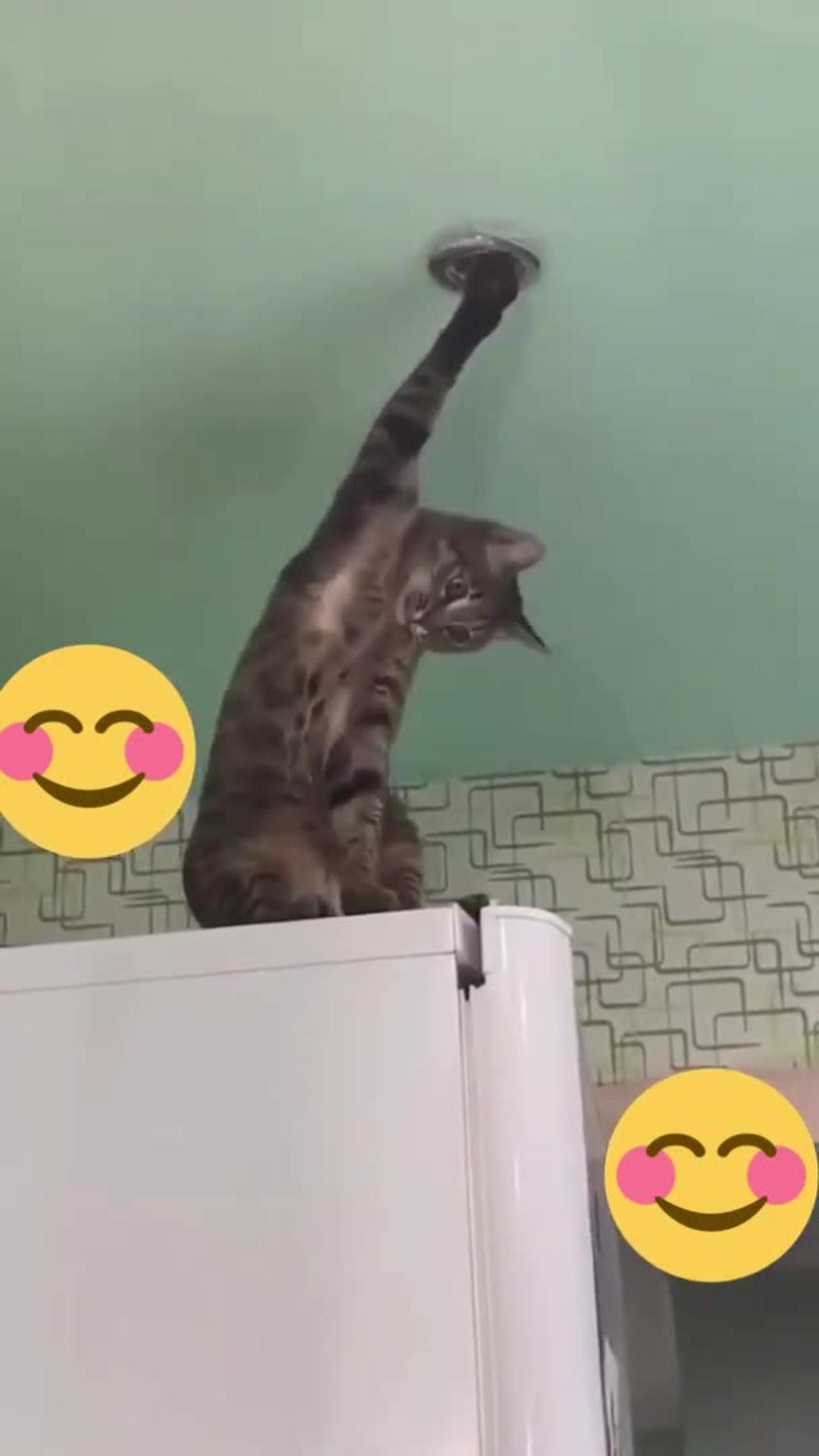 Funny Animal Videos 🐱 Funniest Cats 2022 #cat #funny #cute #tiktok