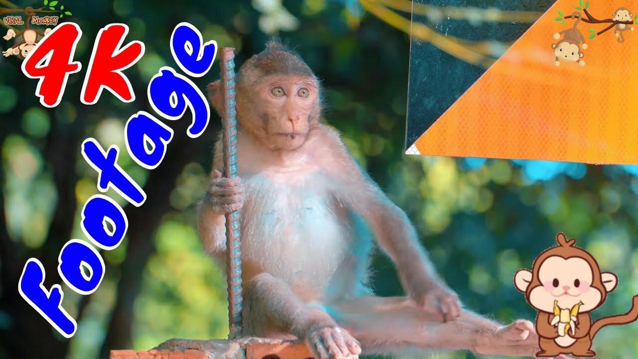 4K Quality Animal Footage - Monkeys Beautiful Scenes Episode 7 | Viral Monkey