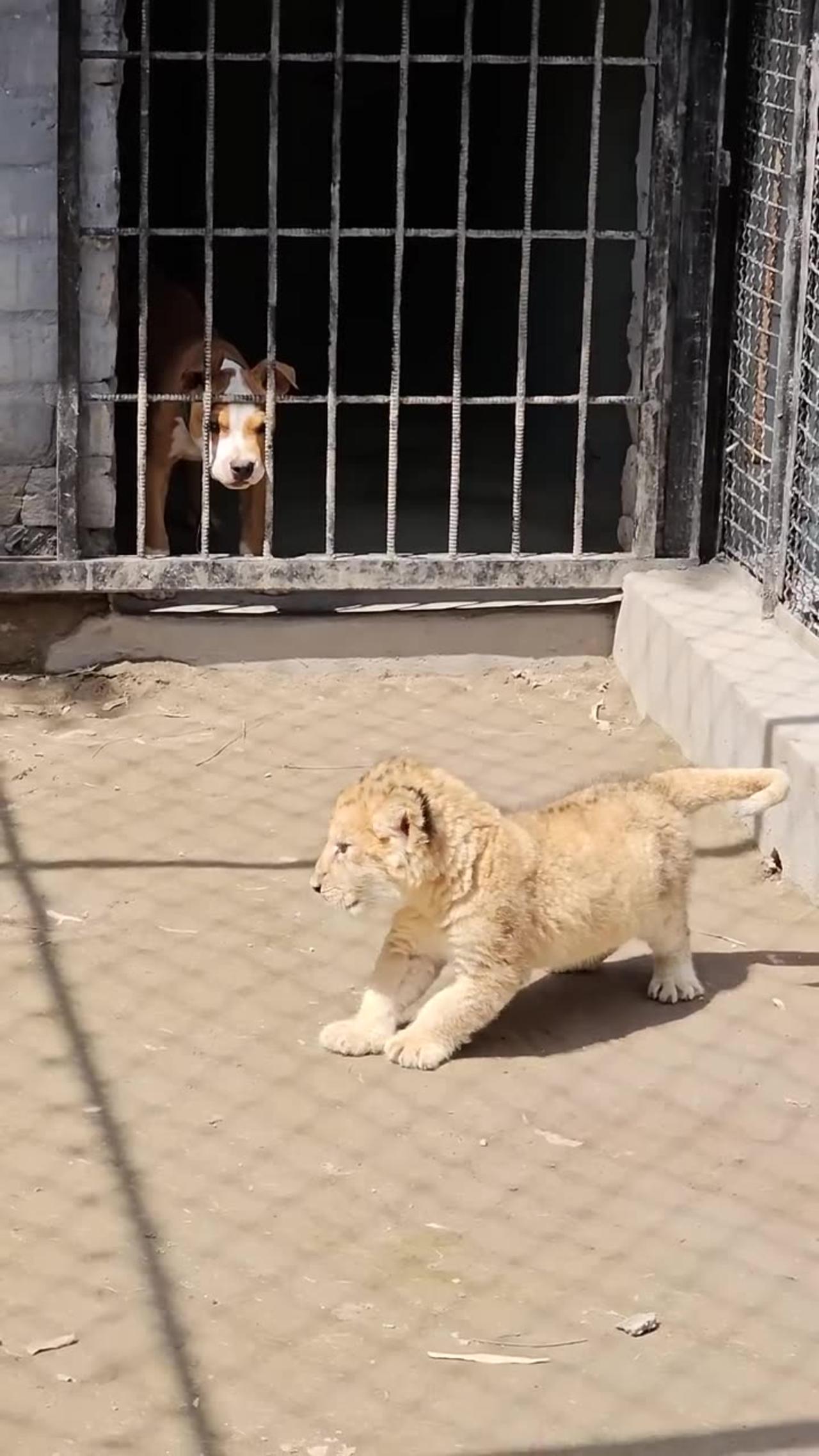 Dog want to Play with Little Lion Cub. Mrizhanwaqas143