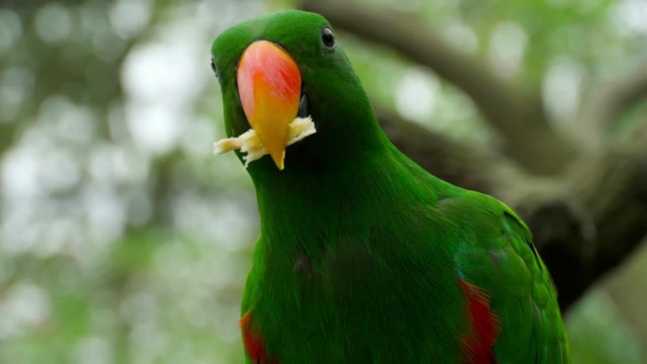 Beautiful Parrot Eating