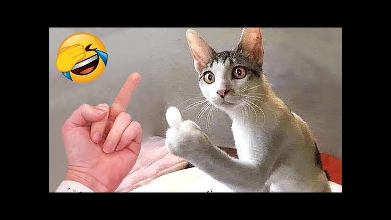 Funniest Animals 😂 Funny Cats and Dogs 2023 😺🐶