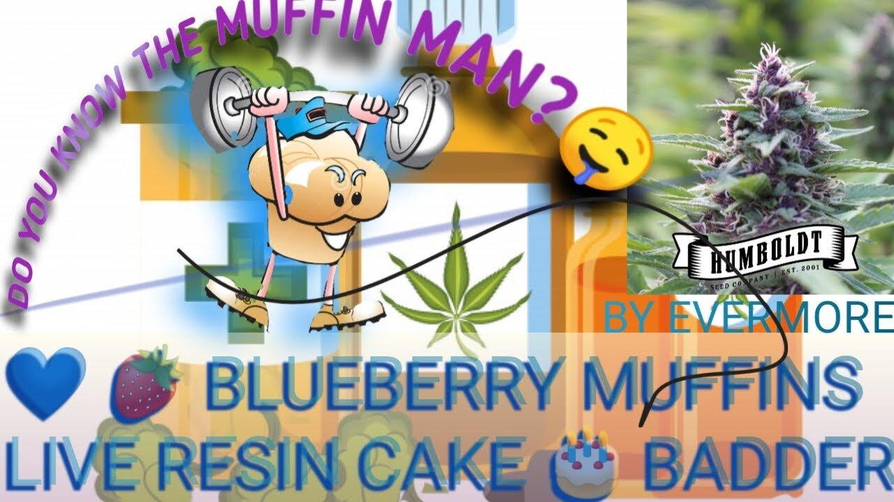 Have u Met The Muffin Man? BLUEBERRY Muffins Live Resin Budder - Terpological DnA