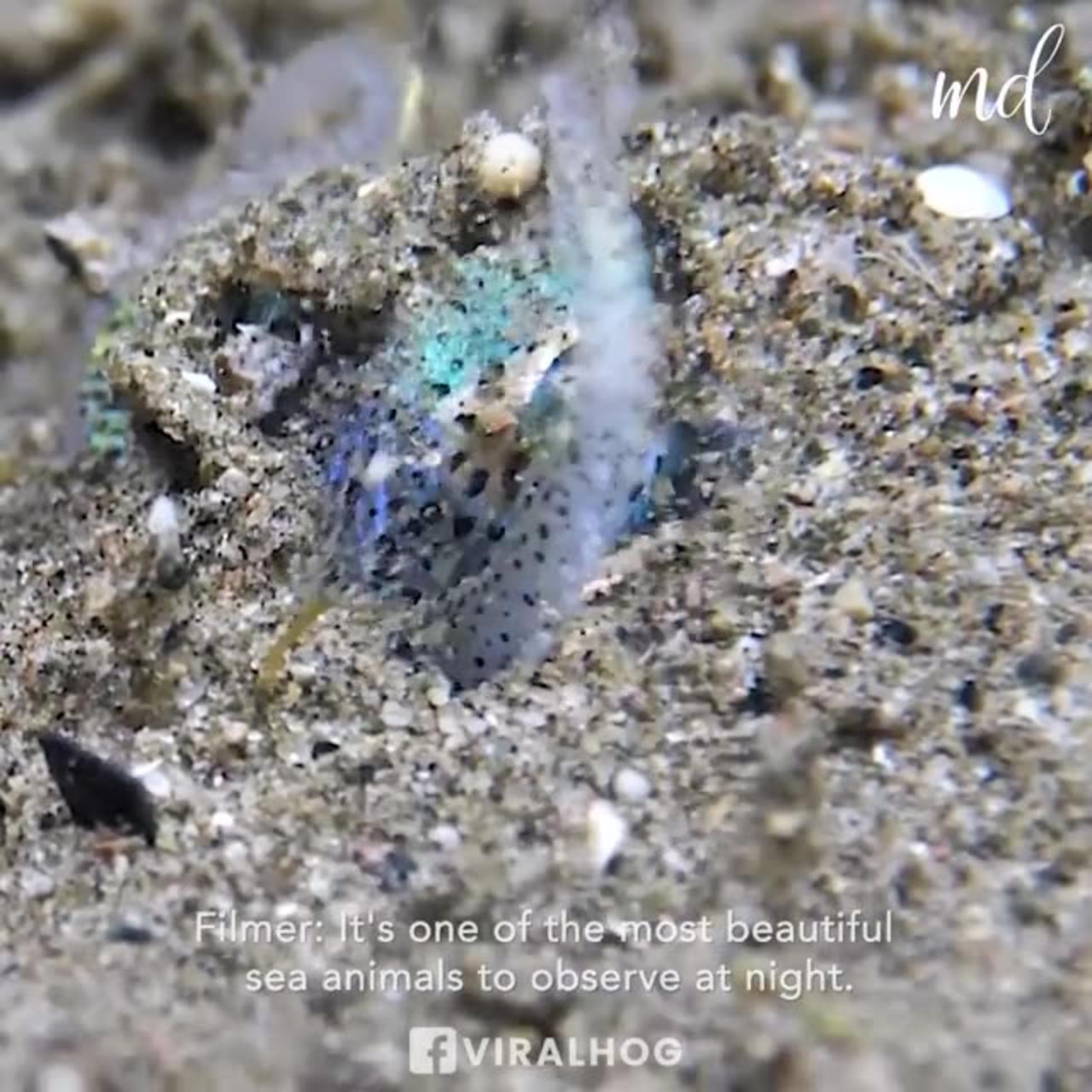 Amazing Sea Creature