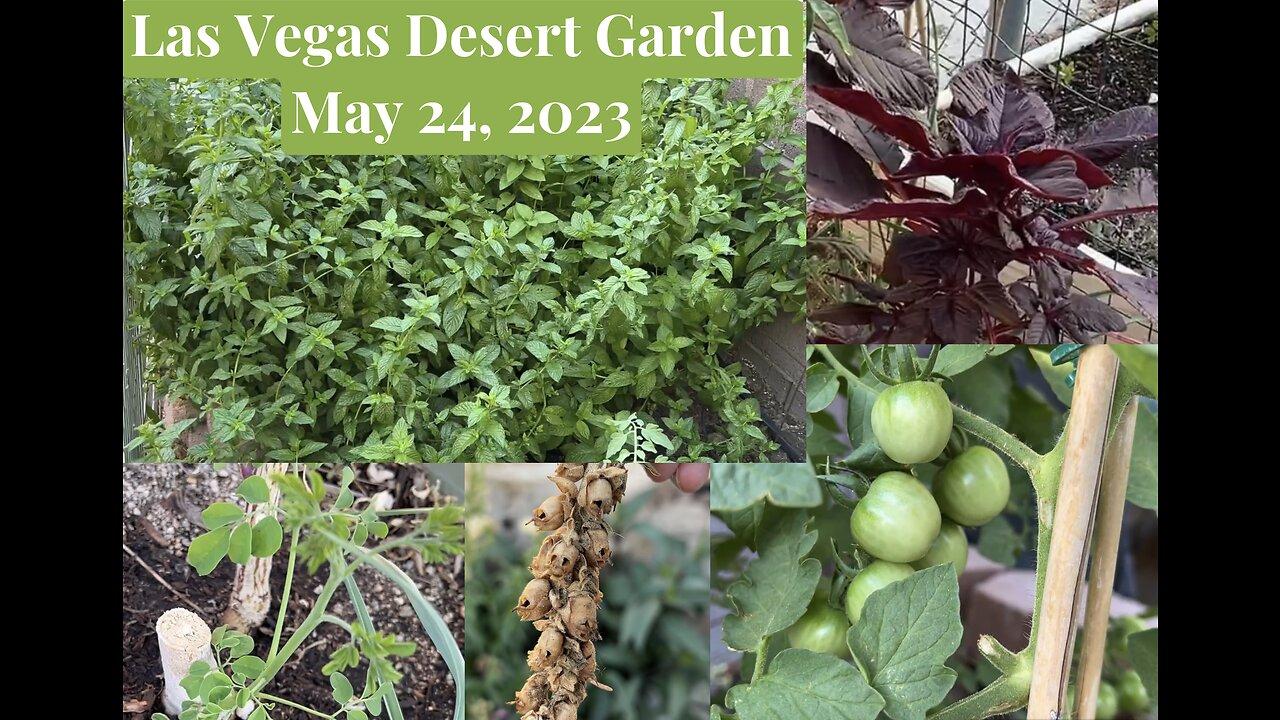 First Garden Tour of the Season! Mojave Desert, video of vegetables, aquaponics, water gardens