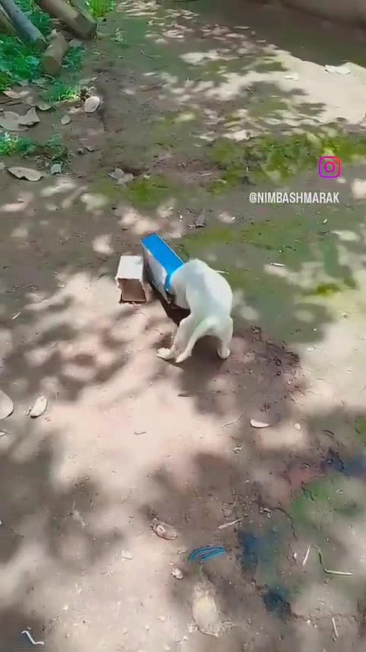 Dog fun with box