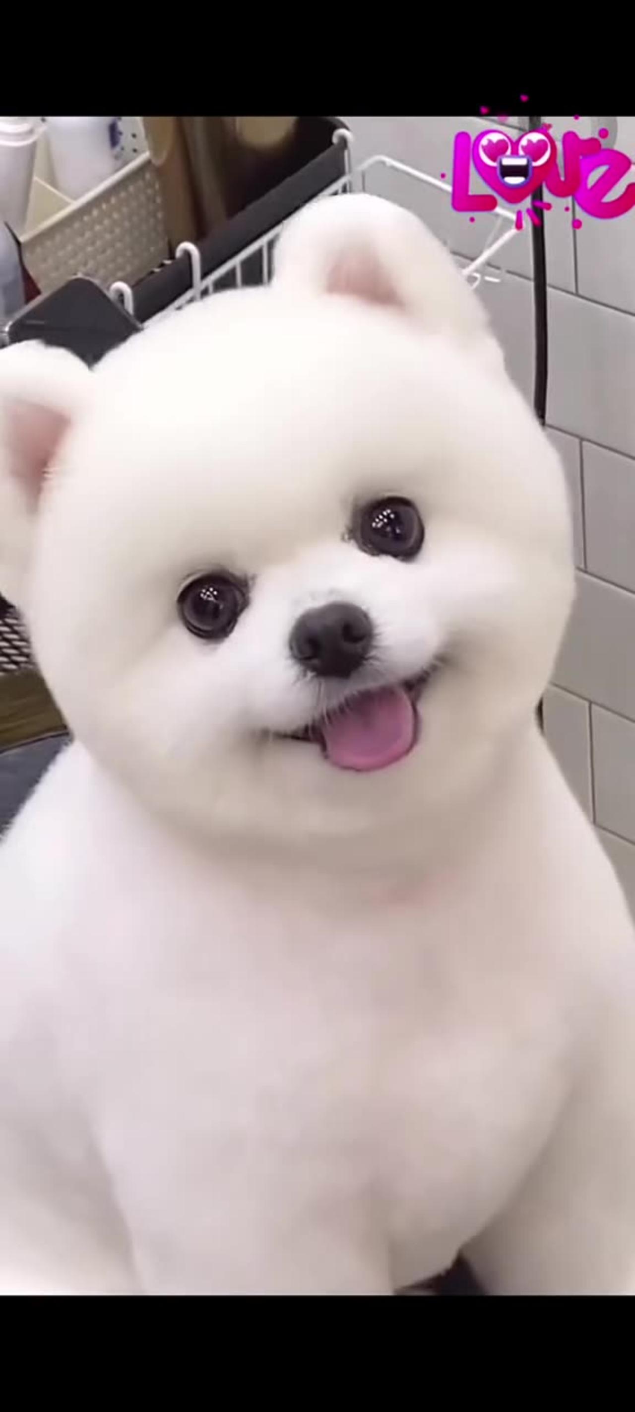 Cute dog with haircut One News Page VIDEO