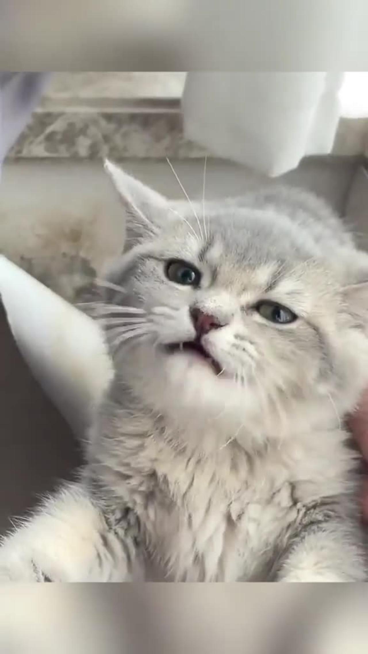 Adorable Funny Cat Videos.