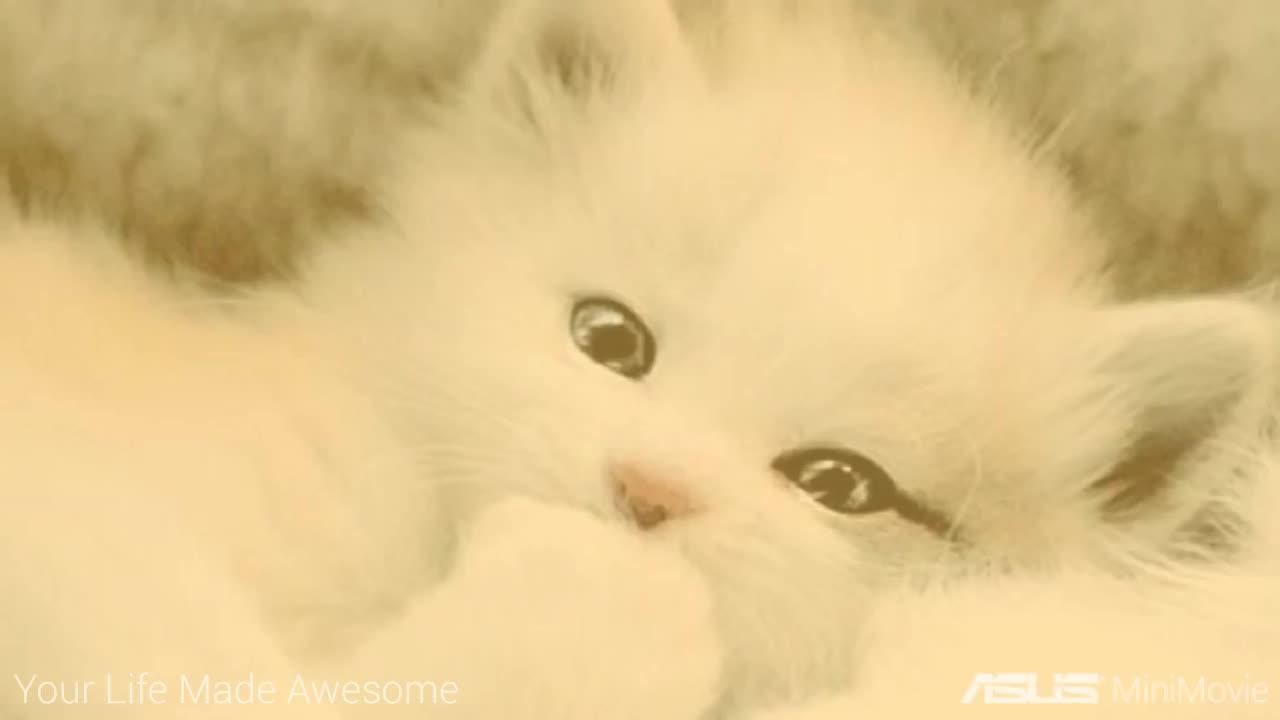 Minute Compilation of Cute & Funny Cats!