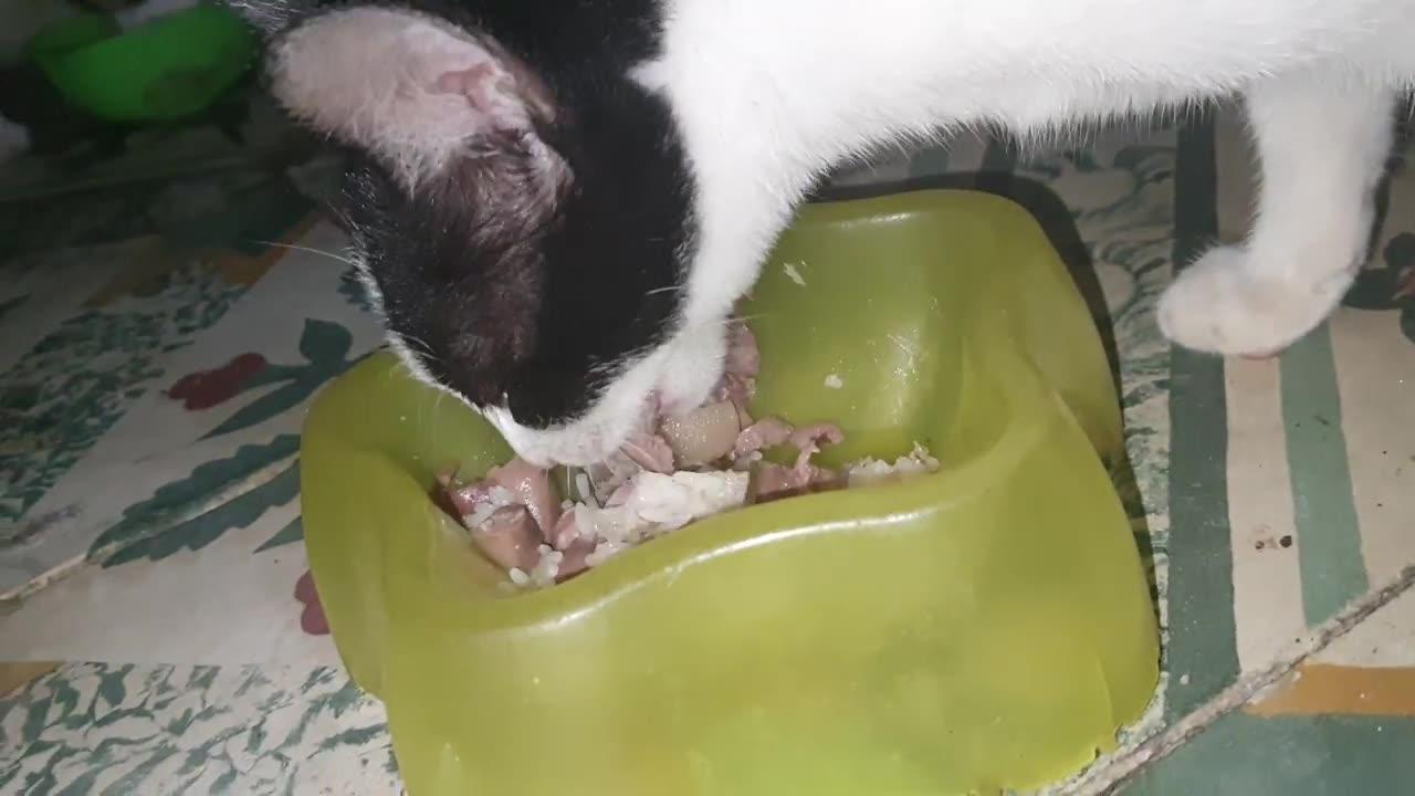 Cute Kitten Eating Dinner With Puppy Friend - Baby Cat And Dog | Viral Cat