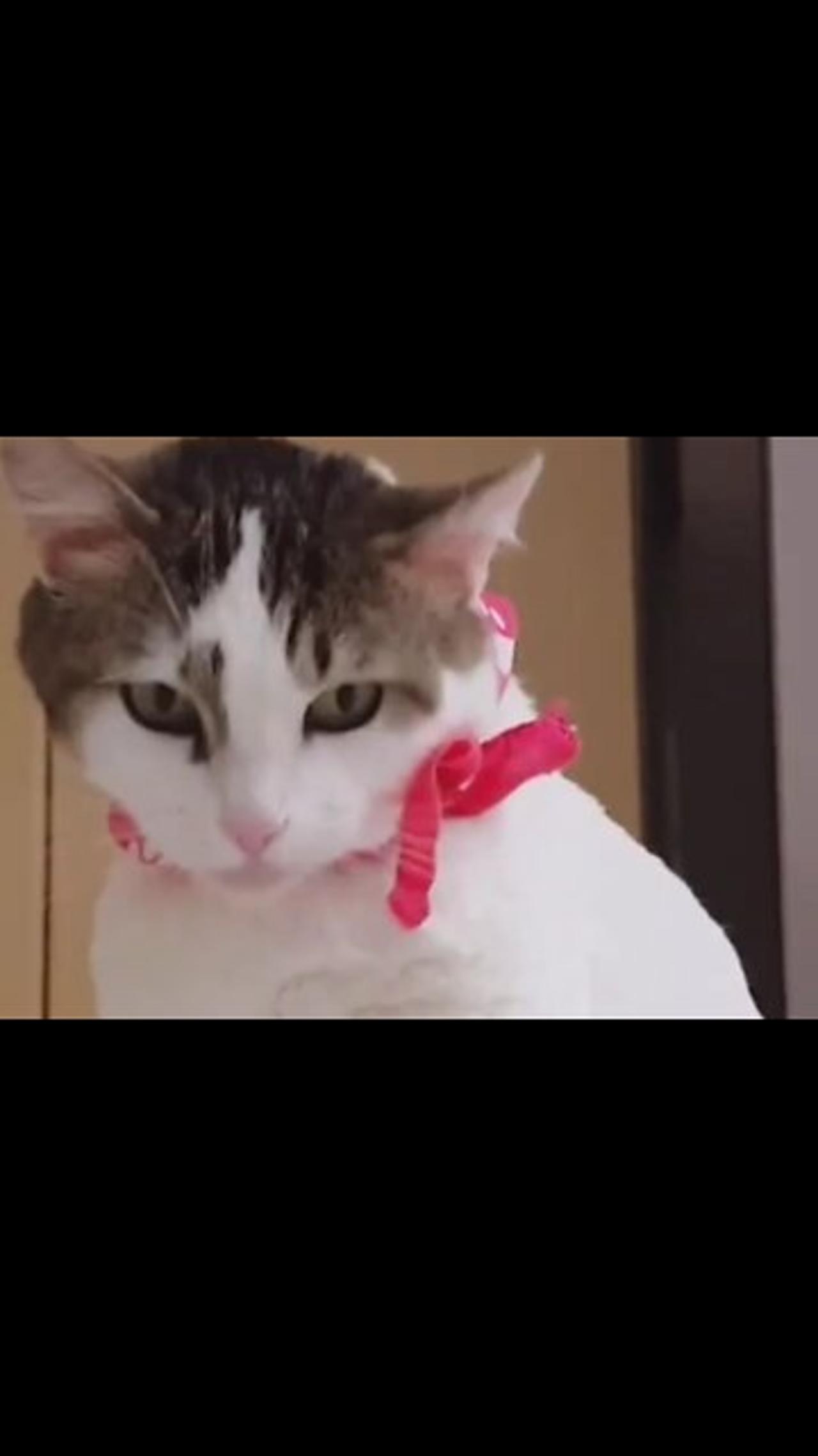 Cute Sweet Viral Cat Video 🐈