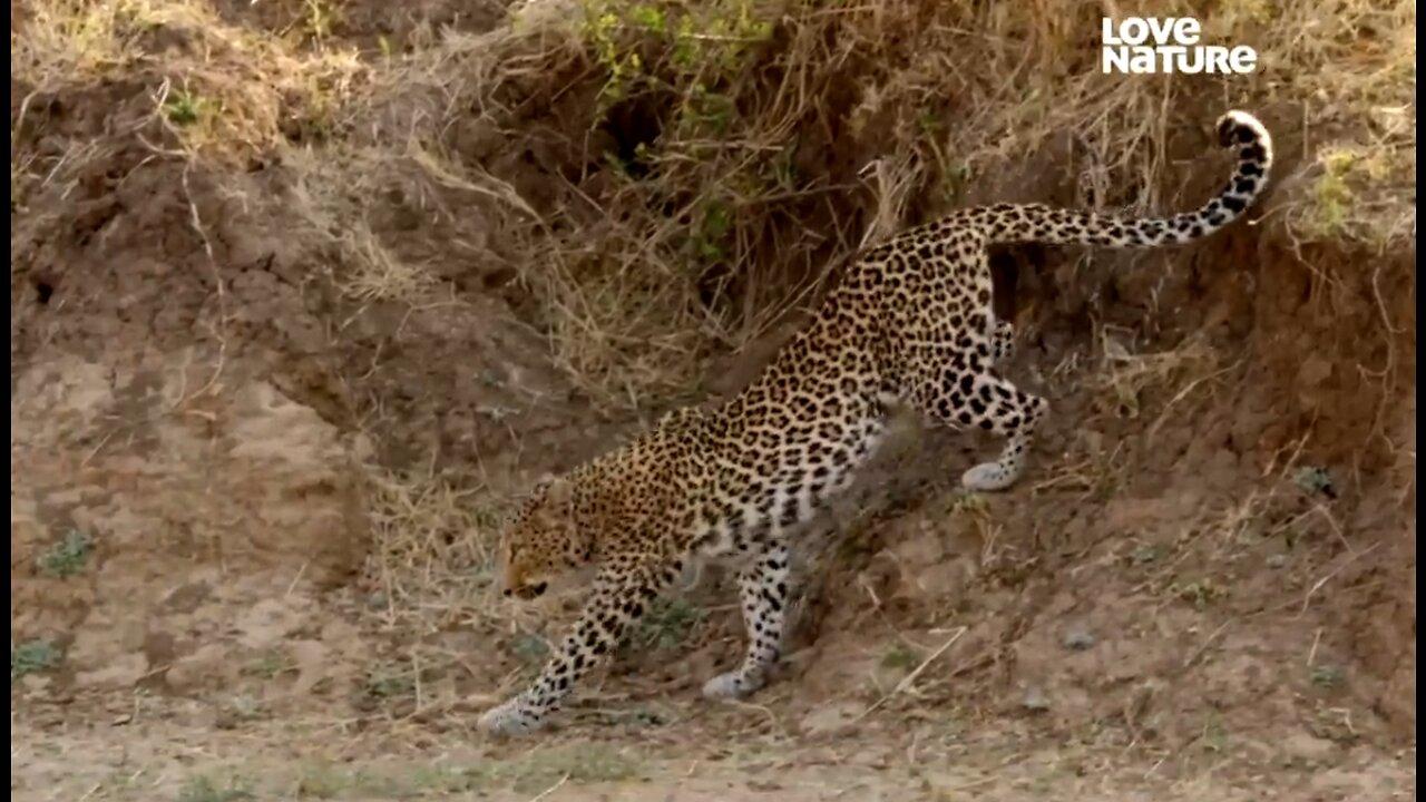 Documentary Animals Education: Lifespan of a Leopard - Hunt Prey. Defend Territory
