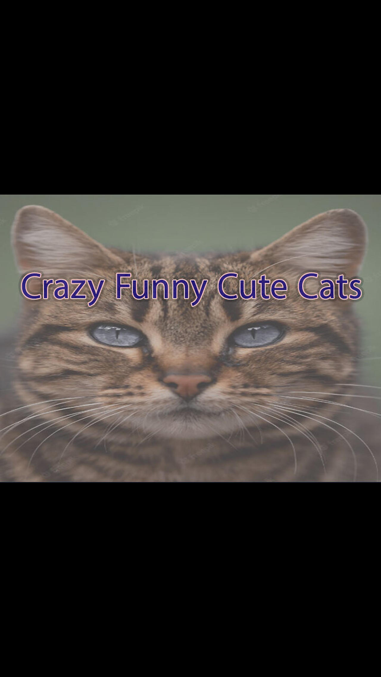 Funny video of a beautiful cat