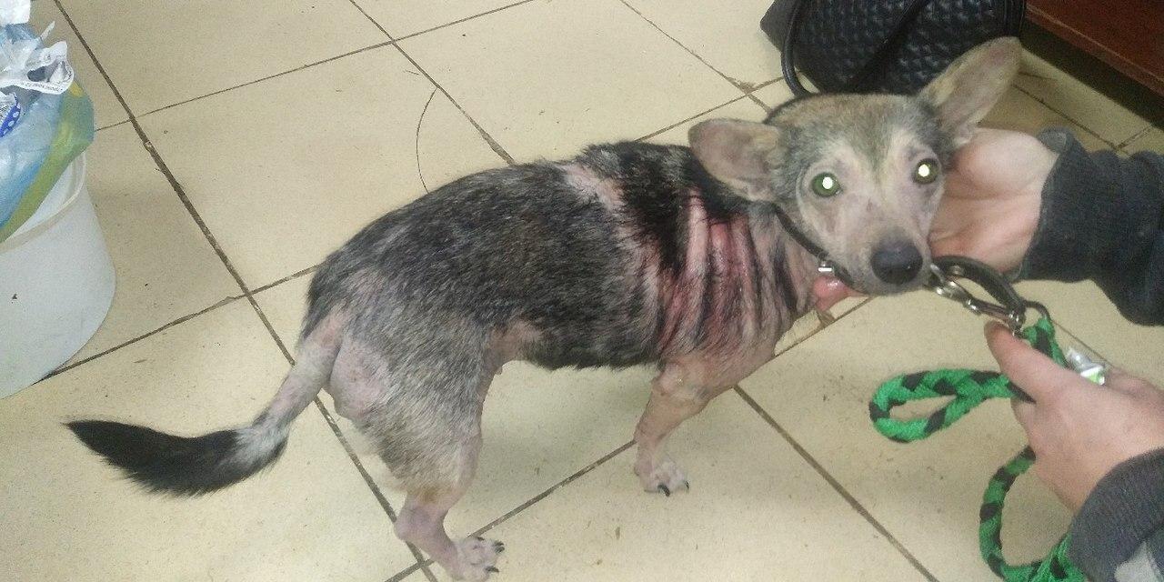 A bald dog of an unknown breed was shaking on the street