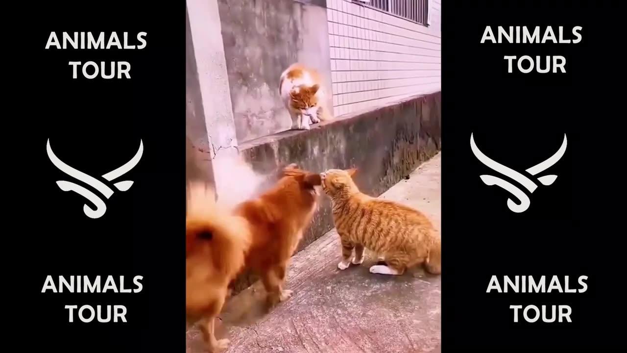 Best Funny Dogs And Cats Videos 😅 - Funniest Animals Videos 2023
