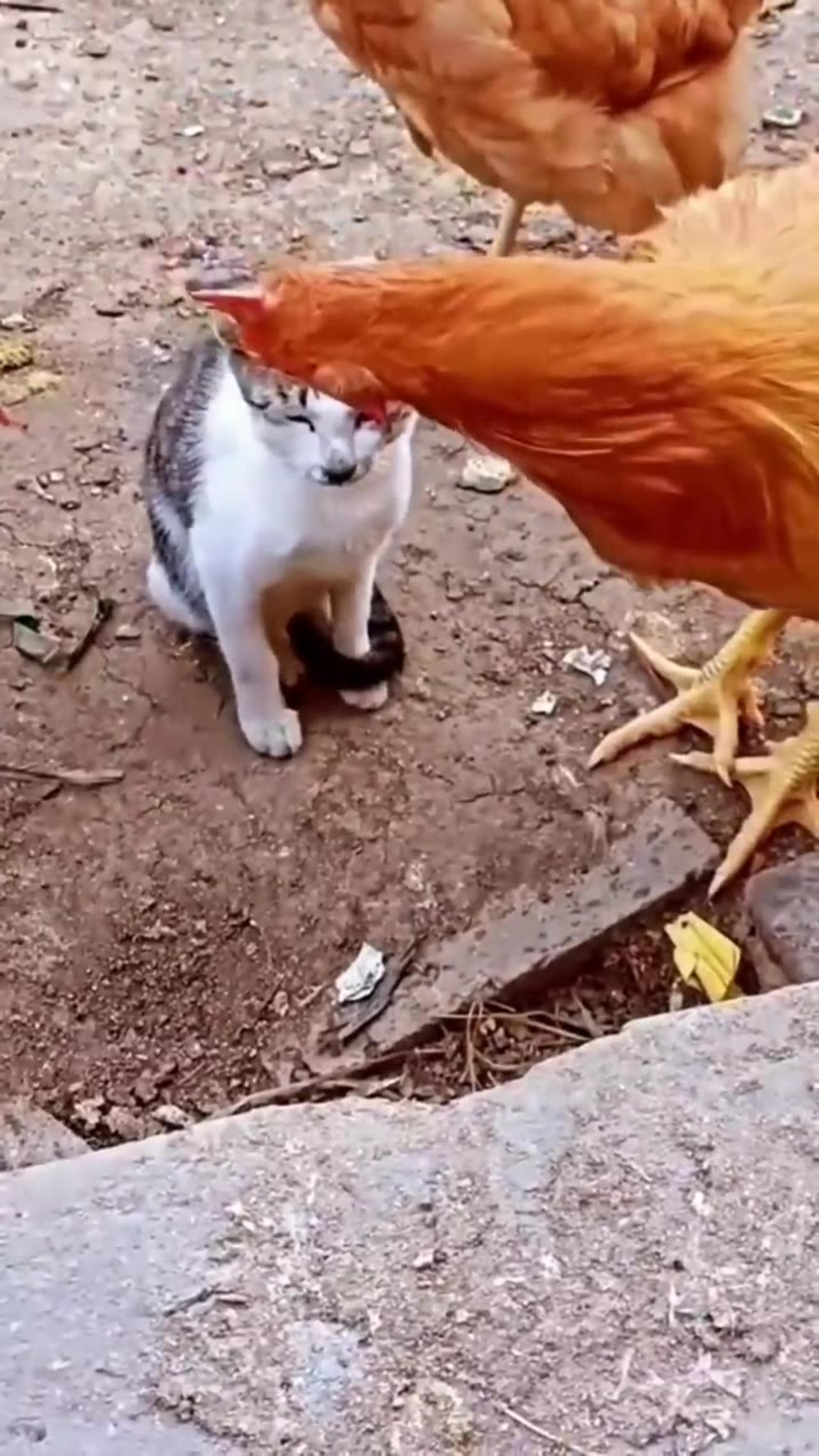 Cat vs chicken funny fight 🤣