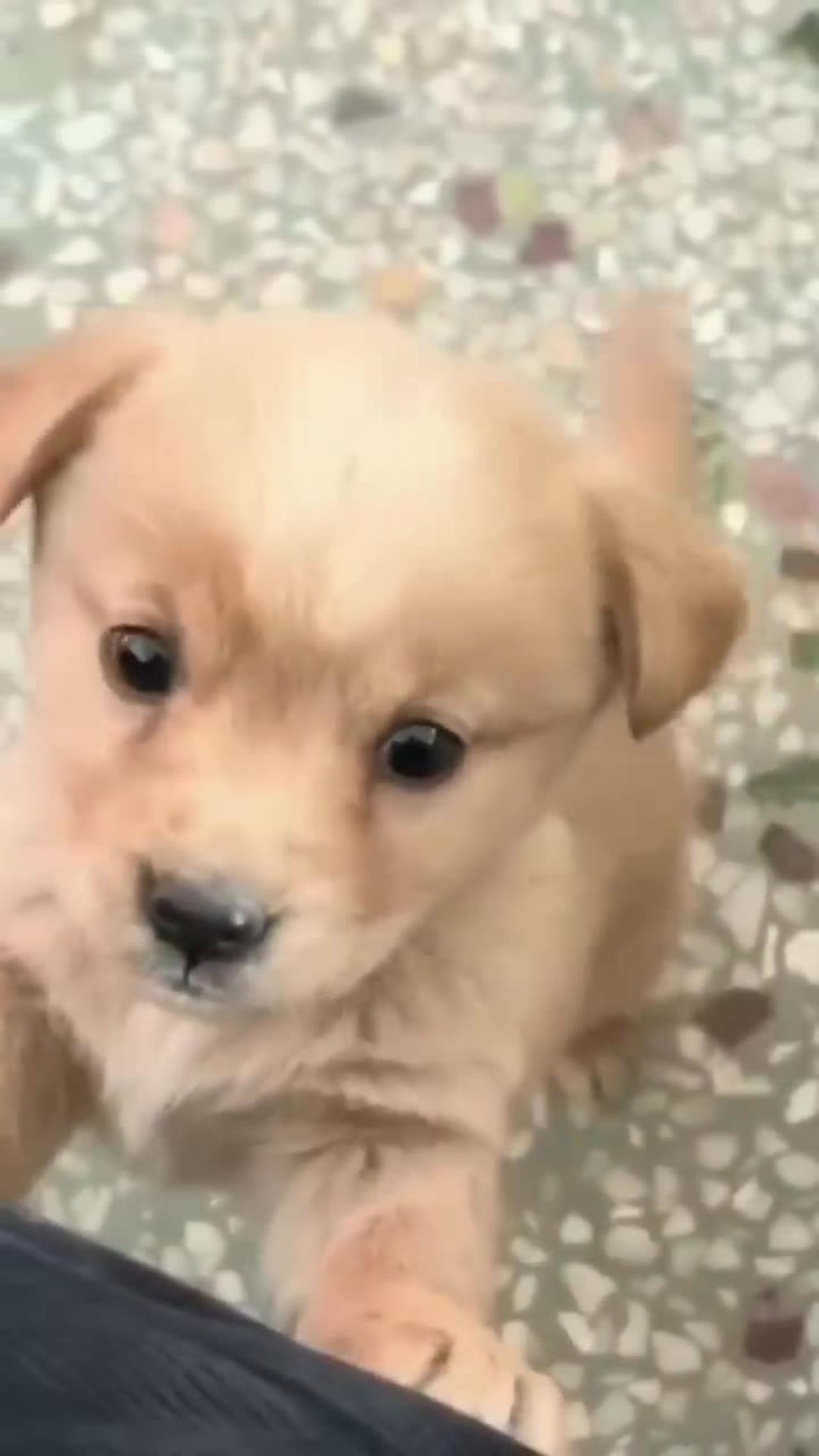 Baby Dog 🐶 cute 🐕 Dog