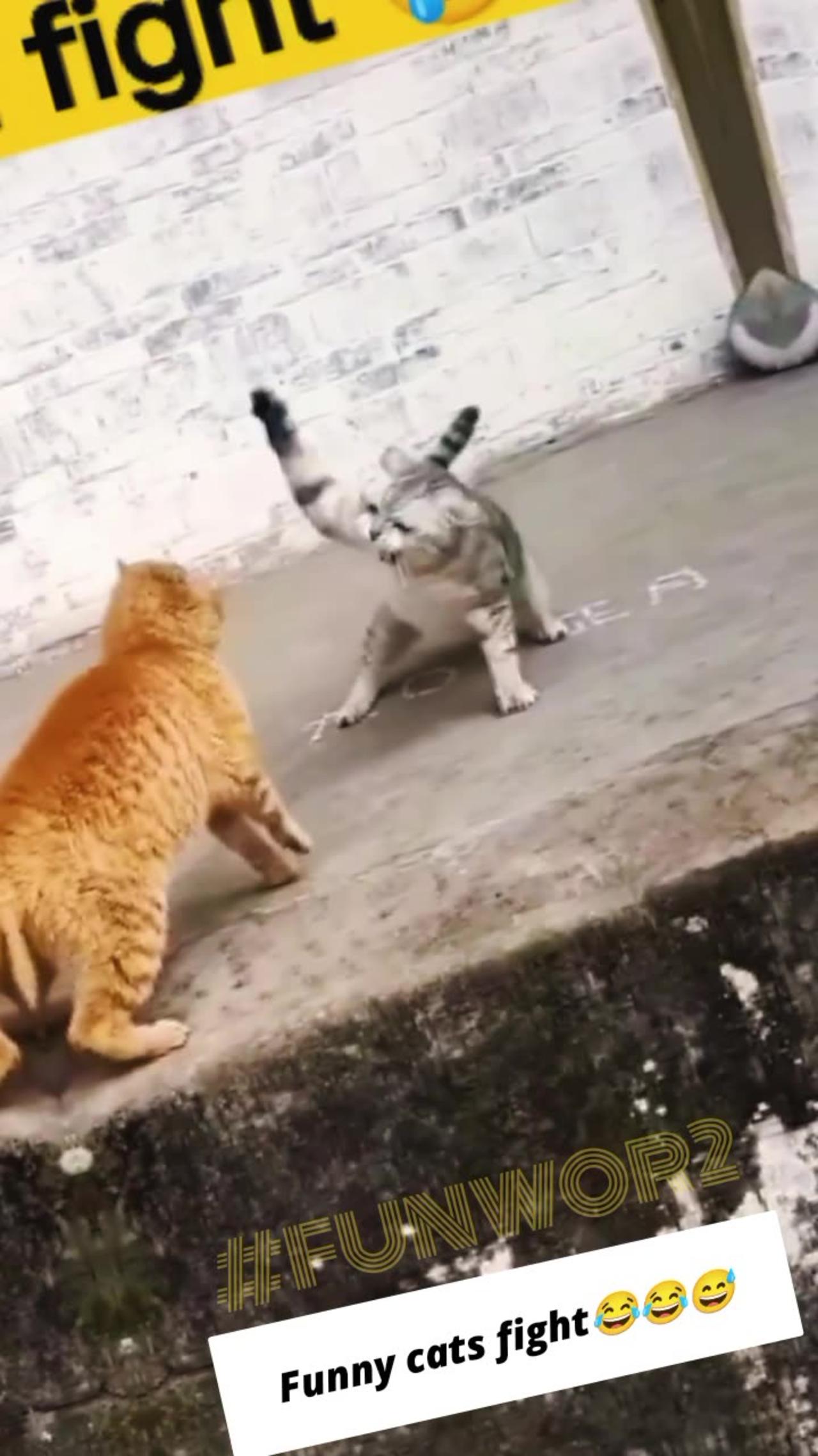 Cats fight🤣 animal , cat video