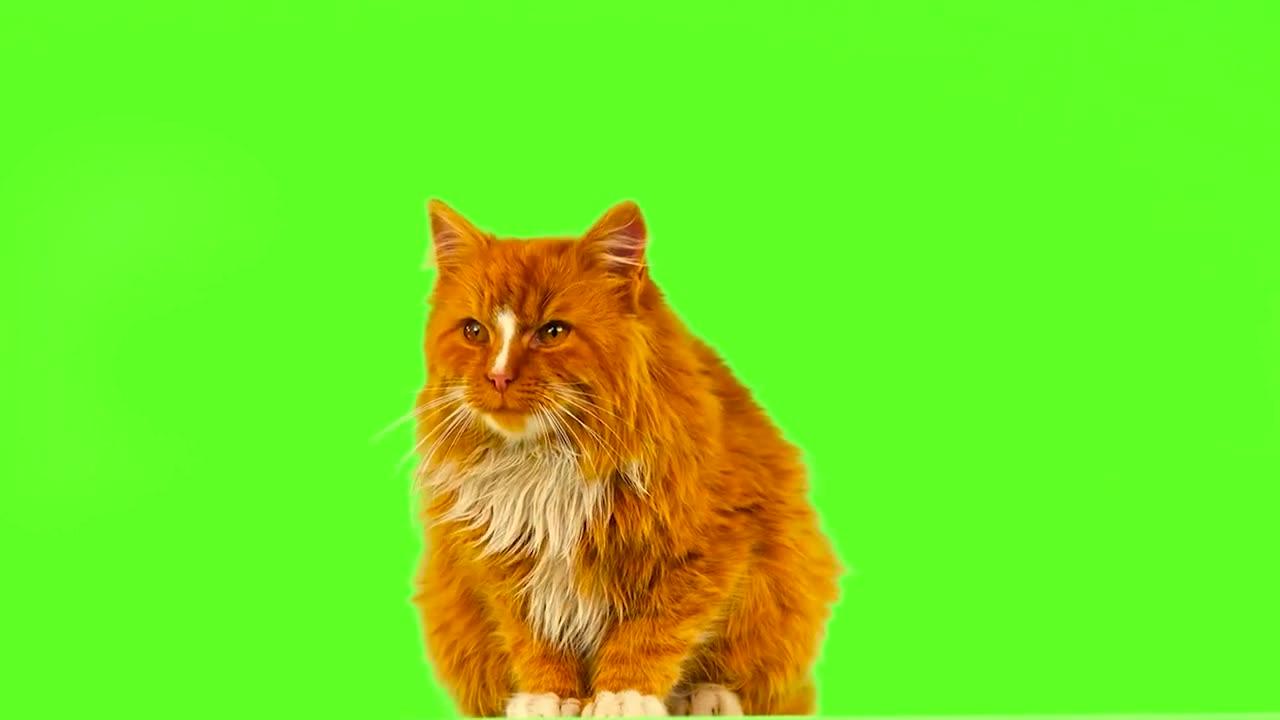 Cat green screen videos