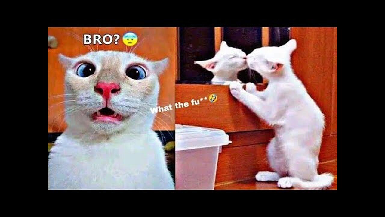 Funny Animals Video 2023 _ Funny Dogs & Cats video🤣😂 #2