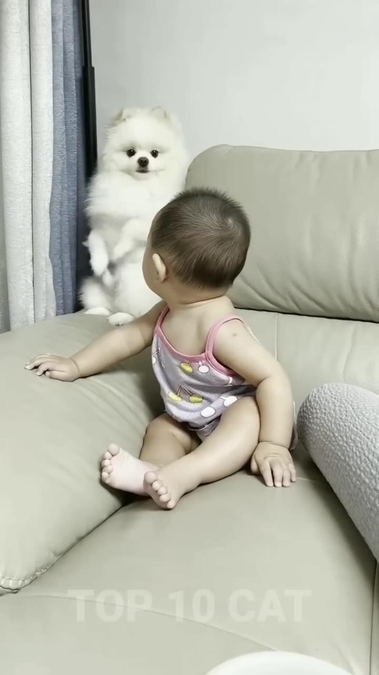 #shorts 🐕🐕🐩 Dog's and Cute baby