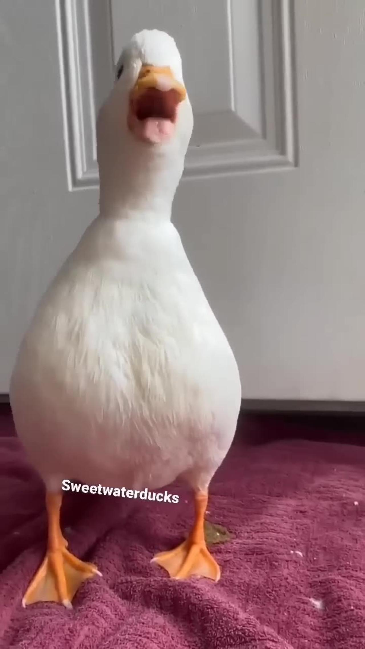 sweet duck 🦆🦆 sounds #shortsvideo #animals