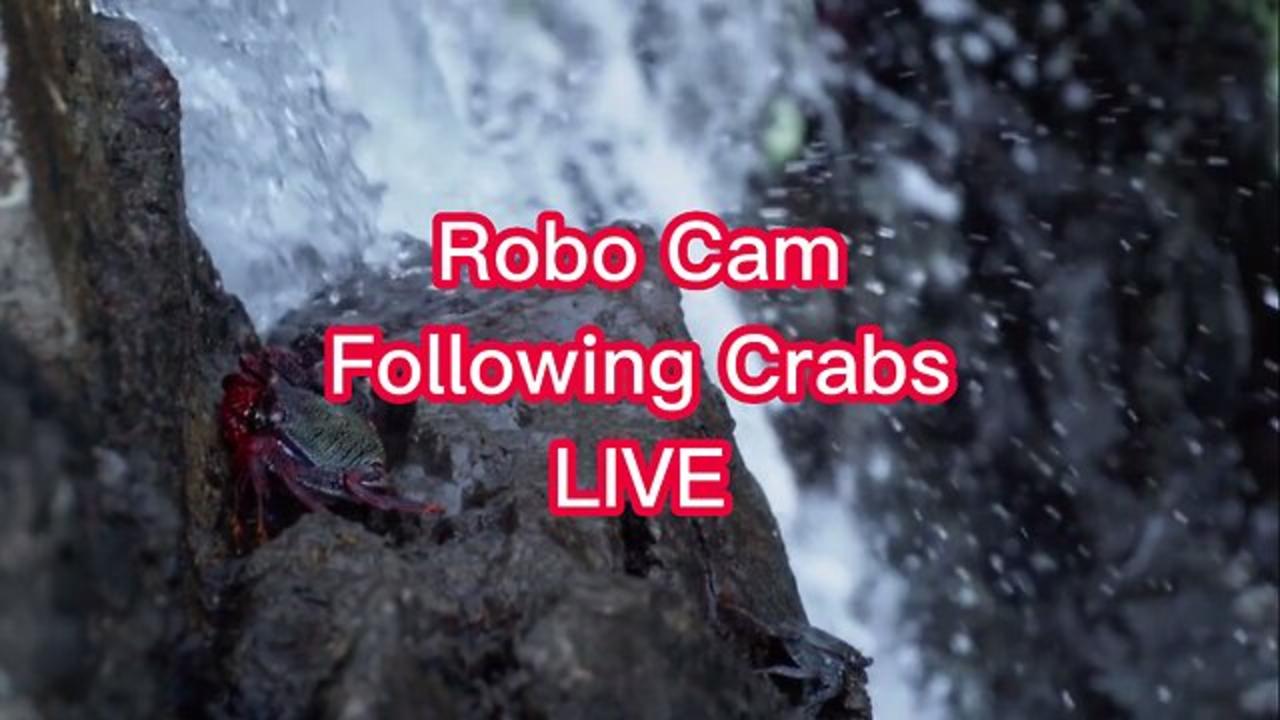Robo Cam Following the Crabs Live from the Waterfall