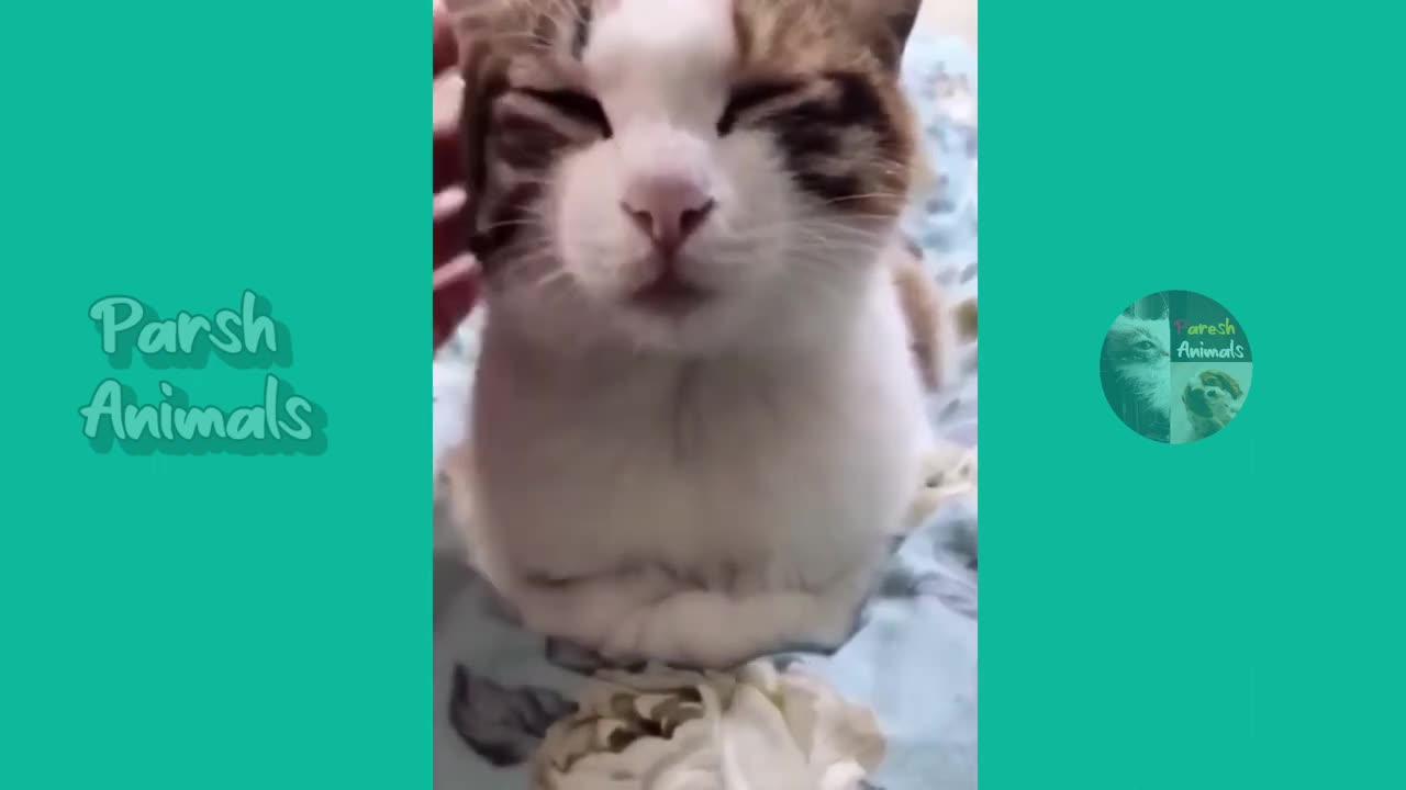Funny animals - funny cats