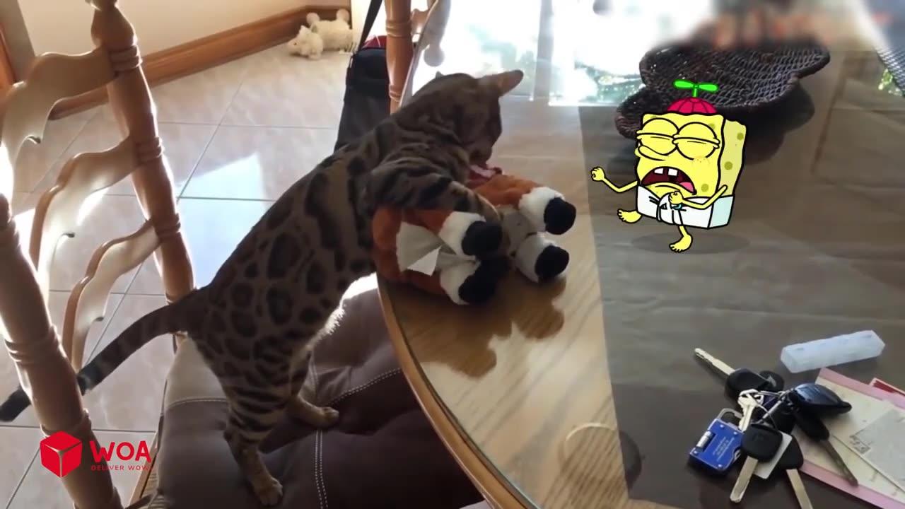 Spongebob Rides a Crazy Dog | Funny Cats and Dogs Videos