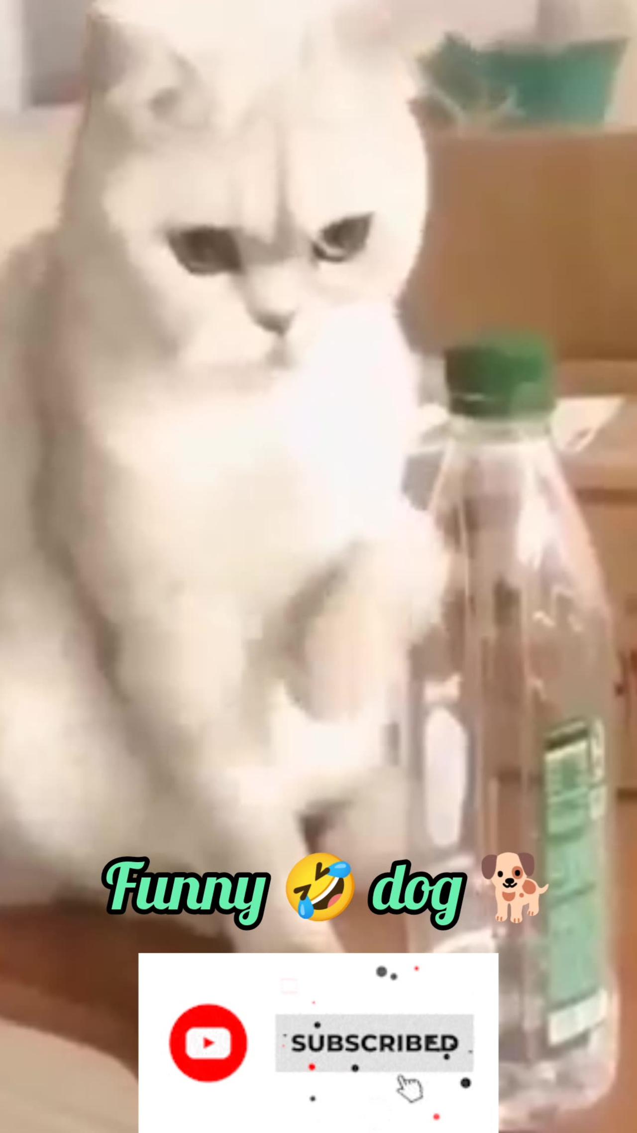 Funny animal cat video #short