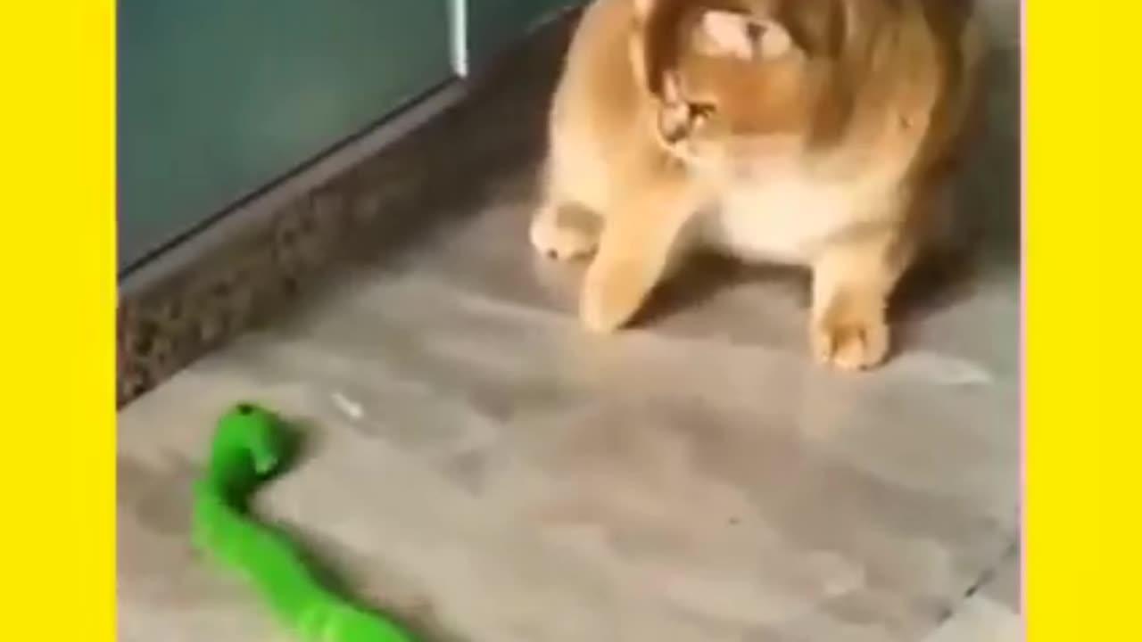 Funny clips animals video cat with dog fight fun videos