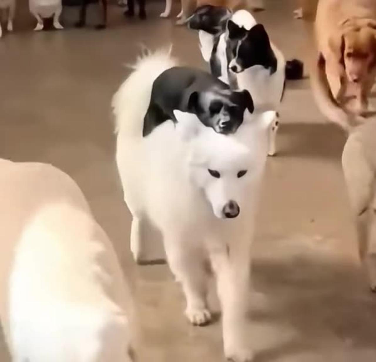 Funny cat and dog 🐕 😄 🤣