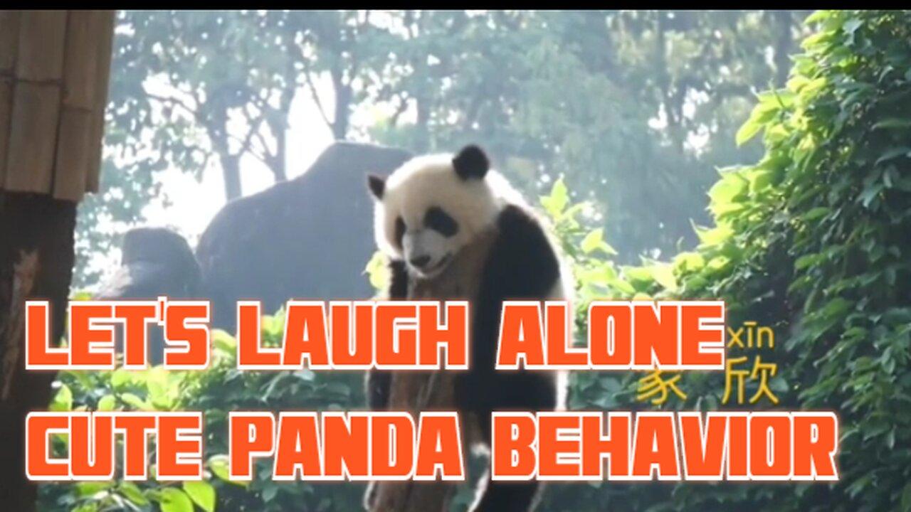 Take time to laugh/funny antics panda