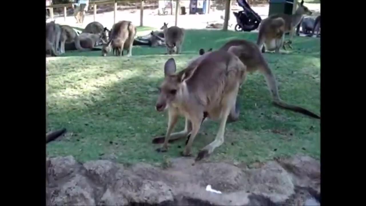 Baby Kangaroos & Joeys CUTEST Compilation One News Page VIDEO