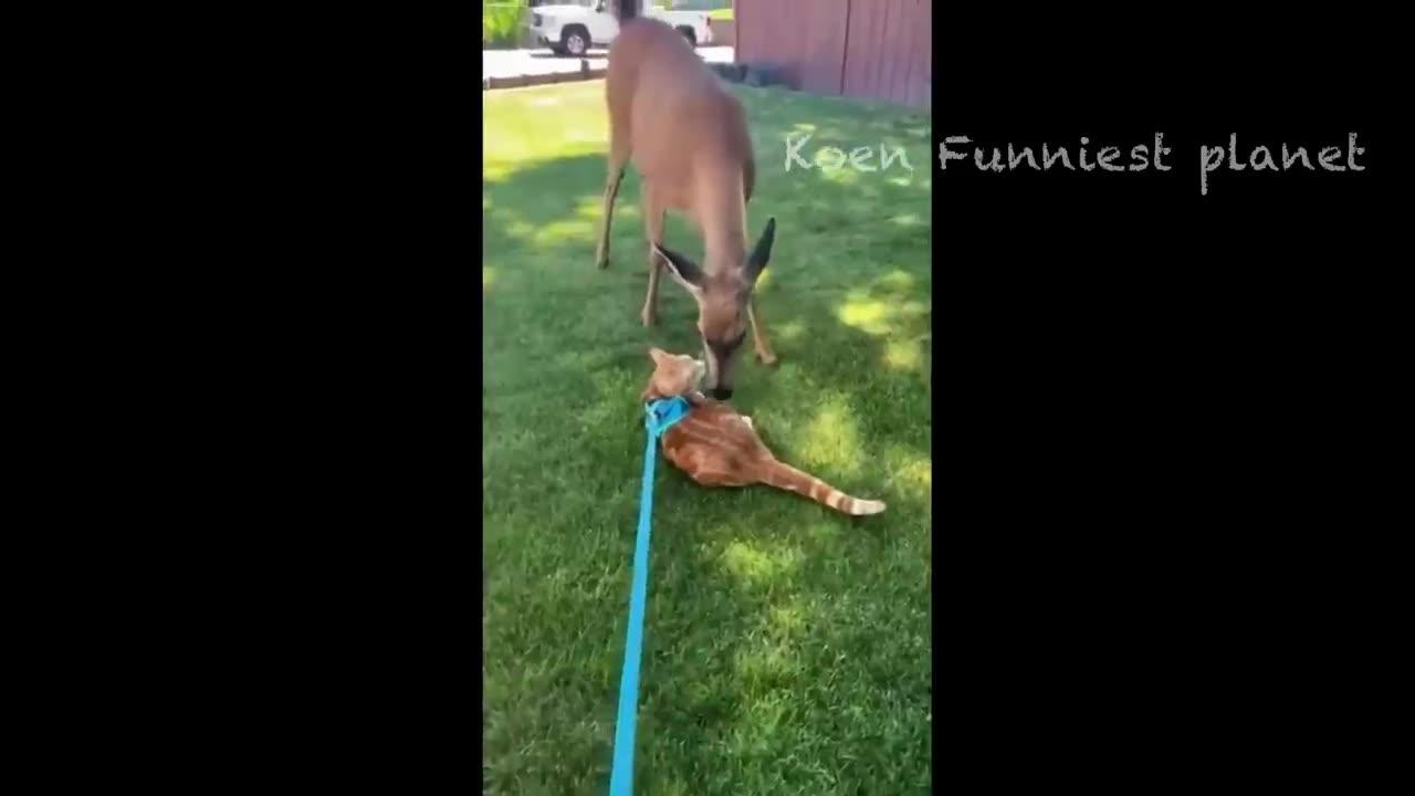 Funny dogs an cats video😁😁😂😂🤚