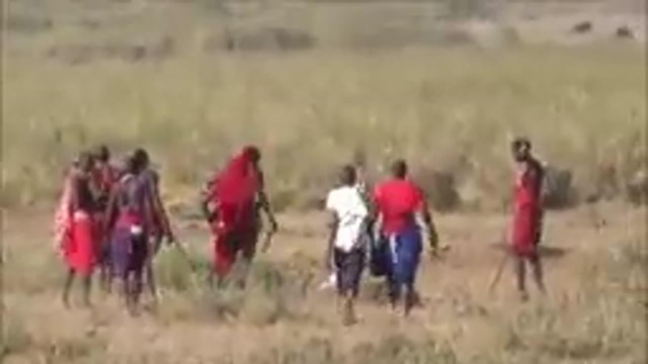 Lion vs Maasai, Amboseli National Park, Safari Kenya