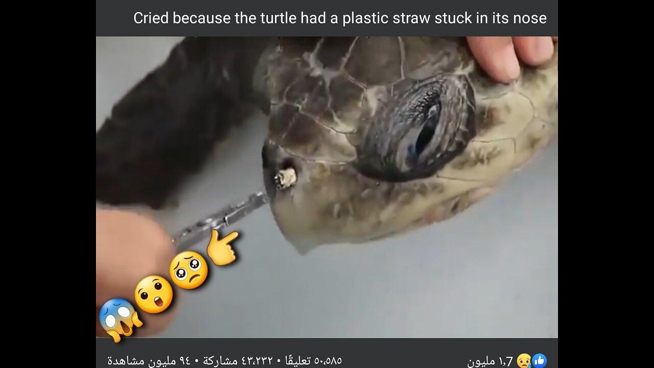 Cried because the turtle had a plastic straw One News Page VIDEO