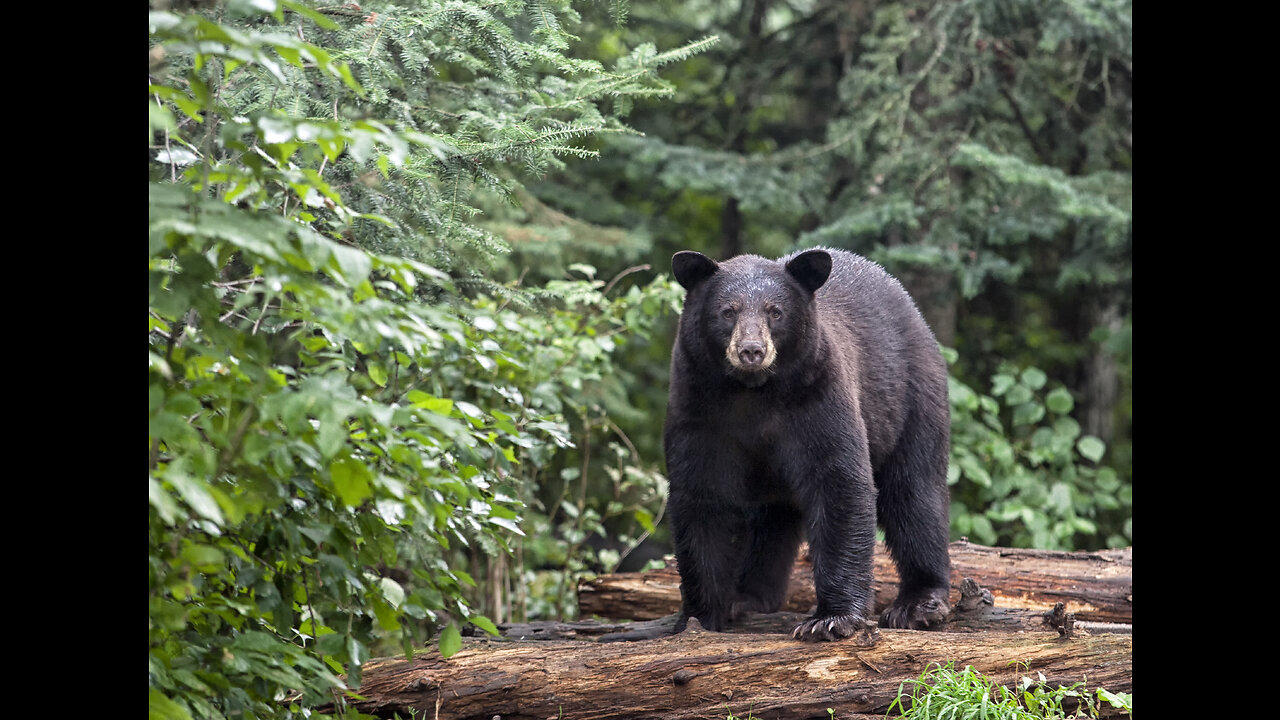 Black Bear Euthanized After Attacking Two - One News Page VIDEO