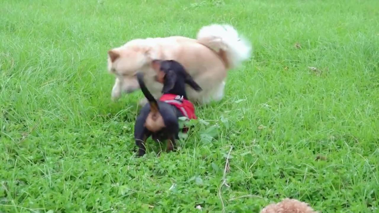 Funny Dog Fight | Cute Dogs | Rumble