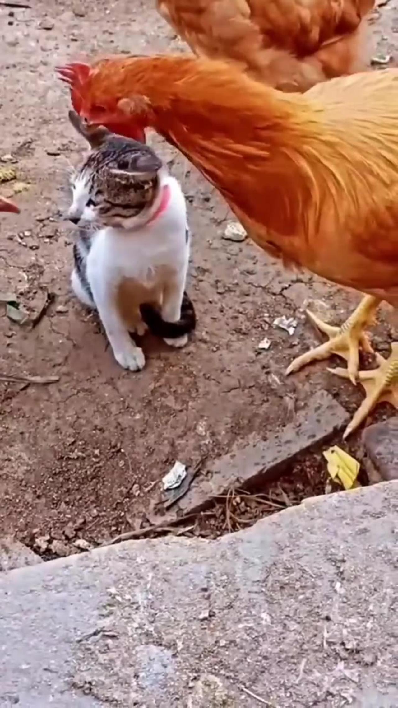 The Only Funny Cat Vs Hen Video You Need To Watch