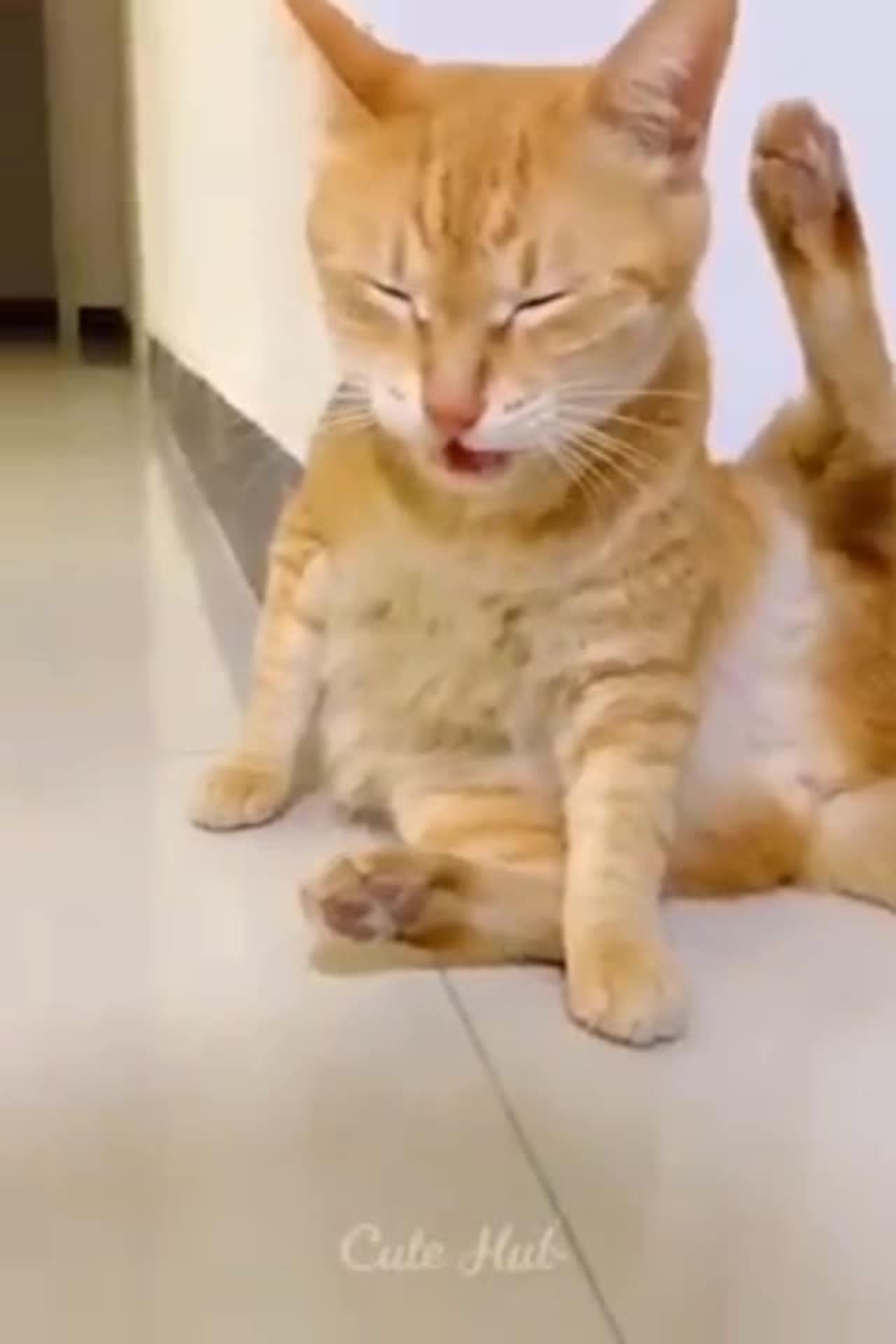 Cat is smelling his ass. very funny video