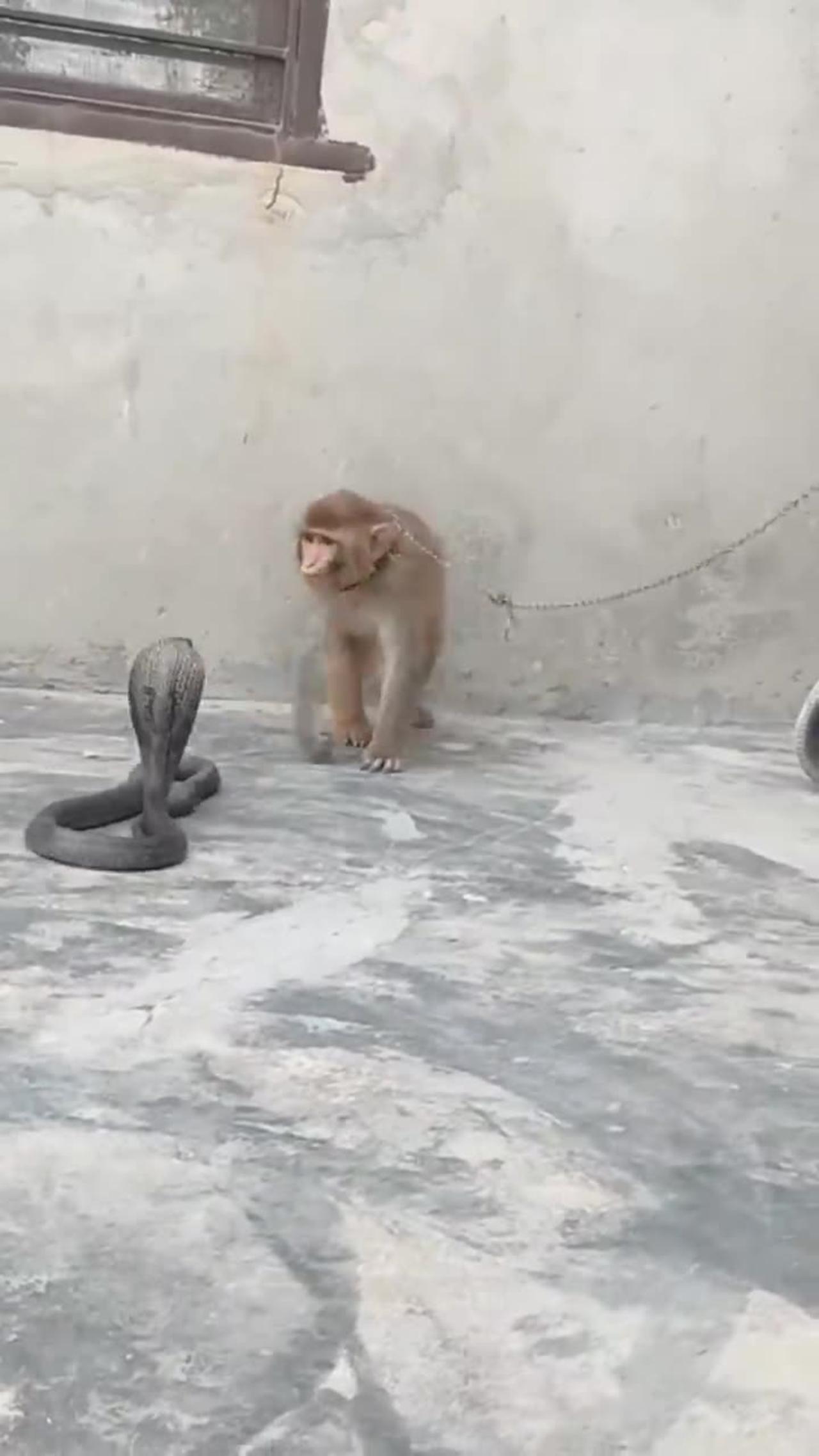 Two Big Black Cobra Sanke and monkey playing