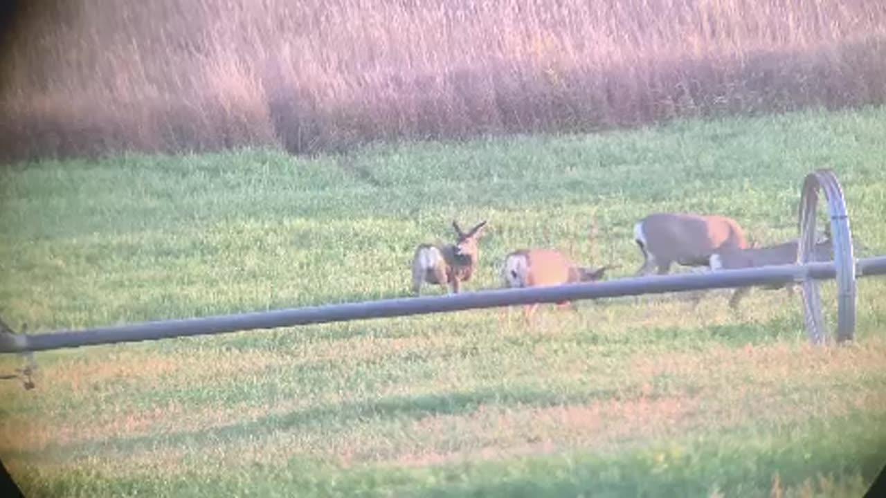 Mule Deer destroying crops gets shot // Killshot hunting