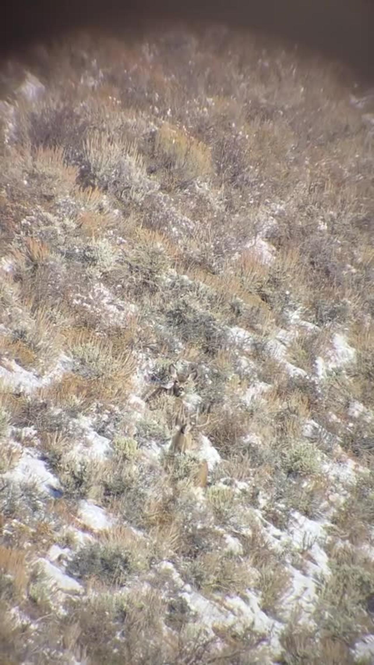 Mule Deer shot in bed at long range // Killshot hunting