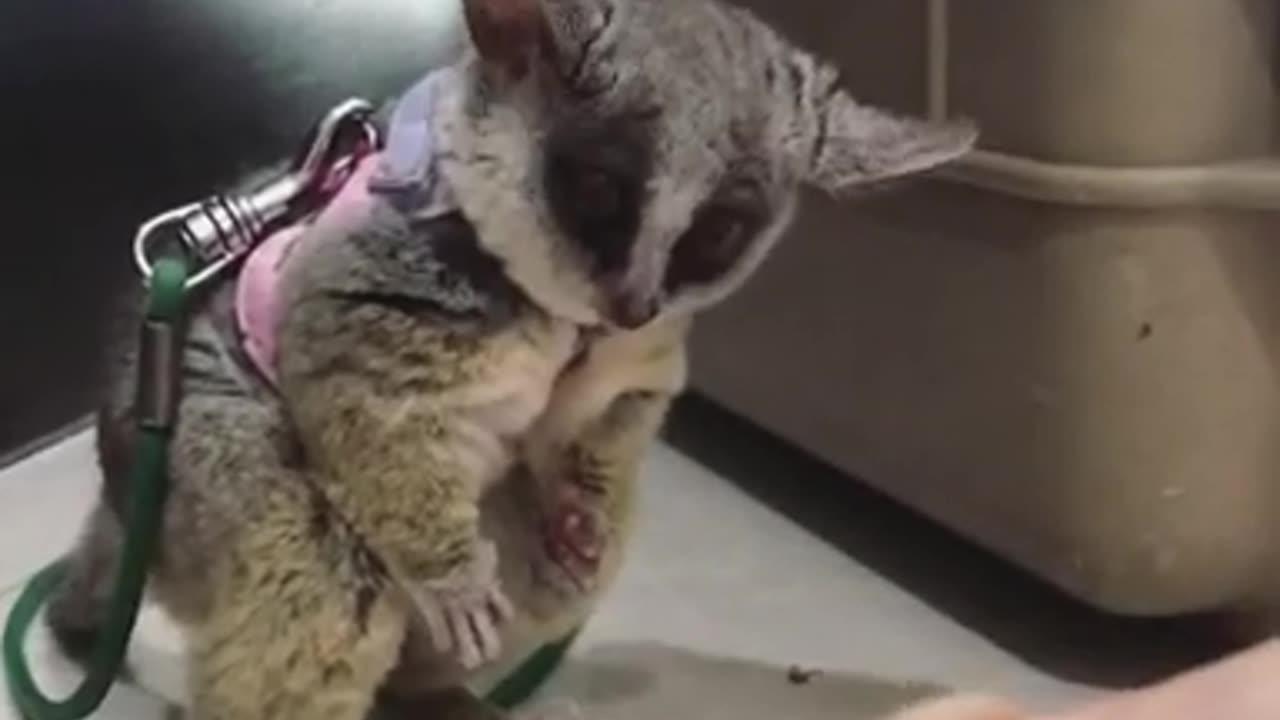Bush Baby Just Couldn't Eat Another One