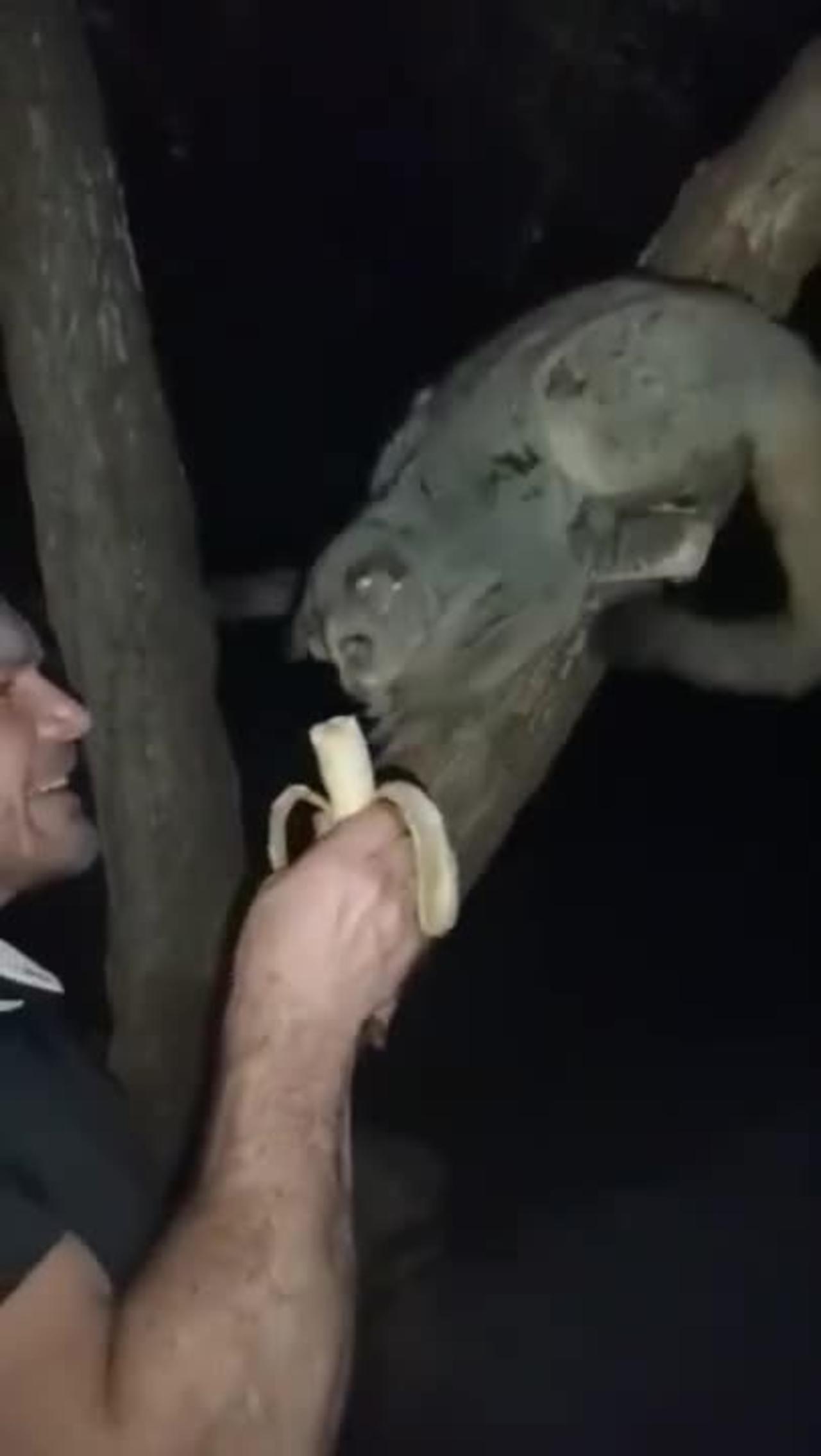 Meet Charlie the greater African bush baby.He visit every night for some  banana and  the back rub