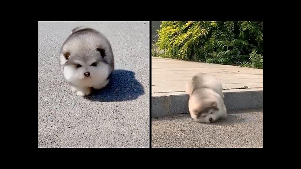 Baby Alaskan Malamute Cutest and Funniest Moments Compilation