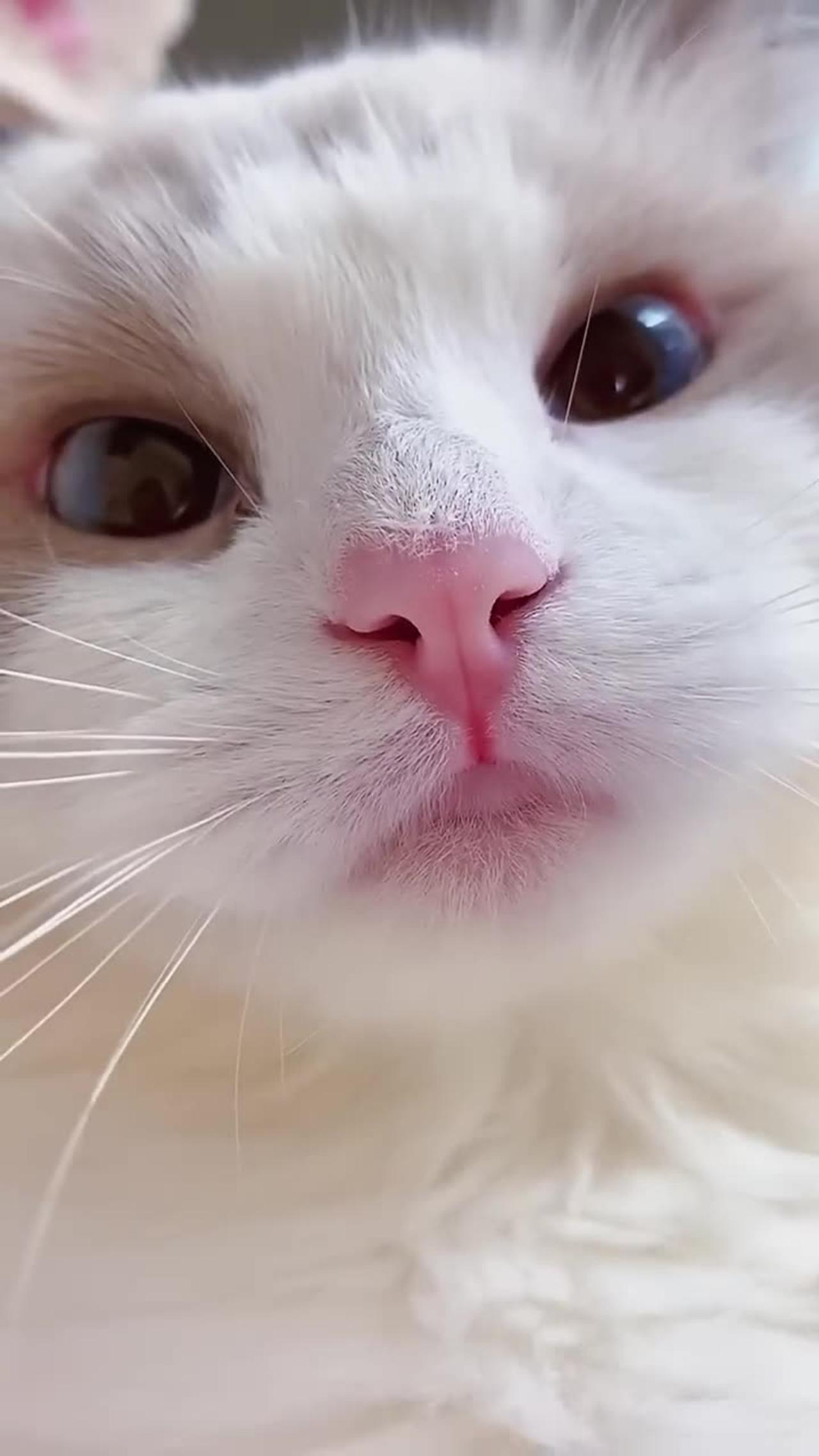 Cute Cat Meow (kitten)