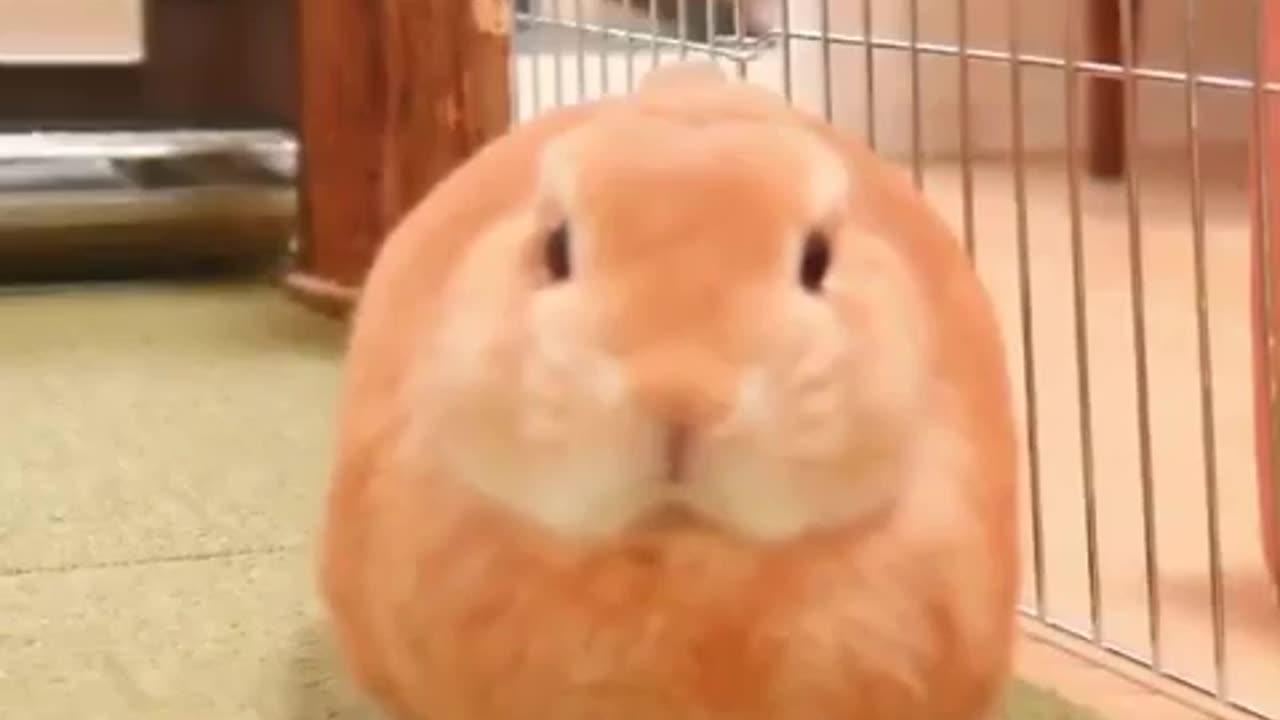 Cute rabbit 🐇🐰 - One News Page VIDEO