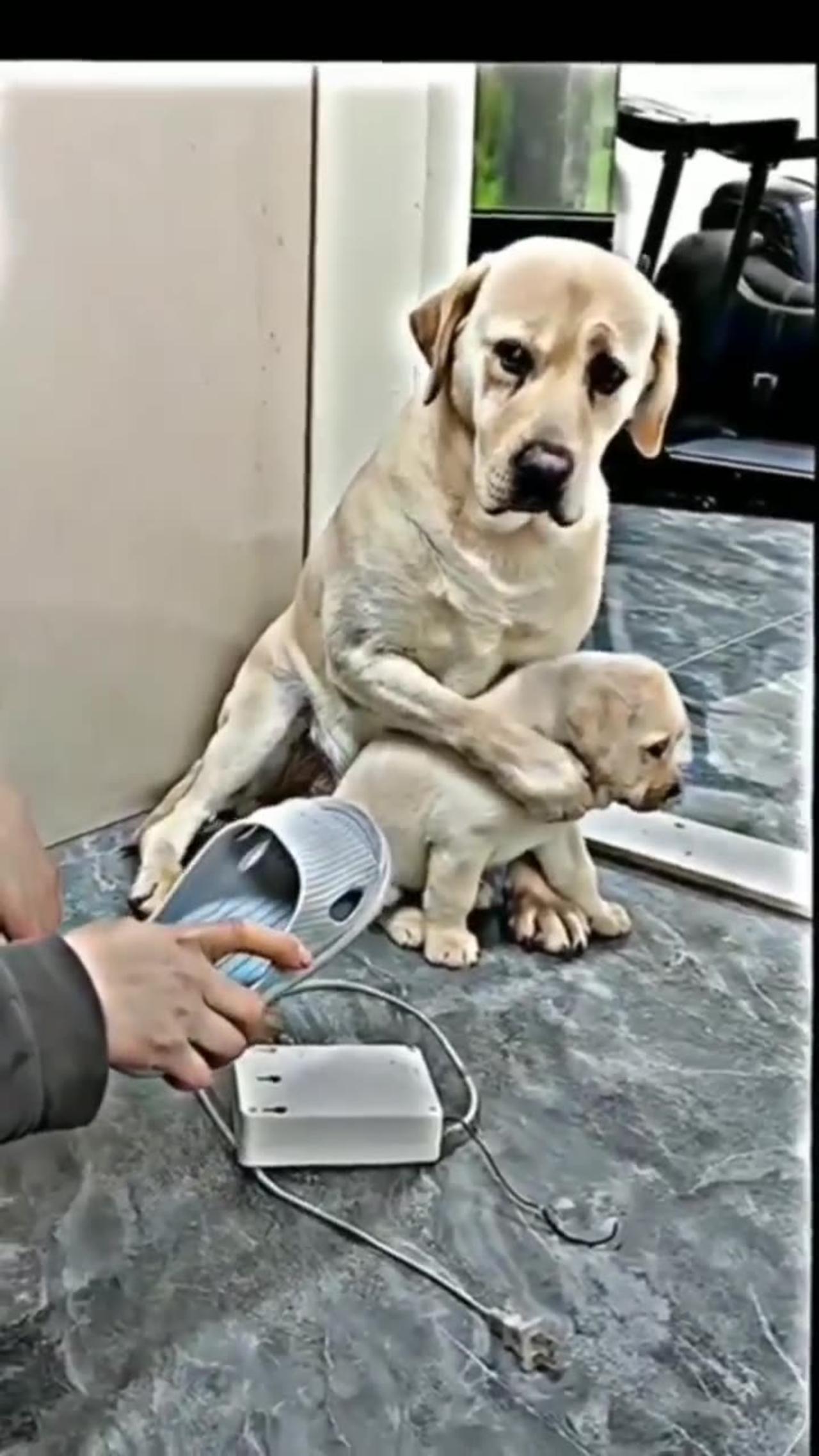 A mother dog protect her baby / heart touching One News Page VIDEO