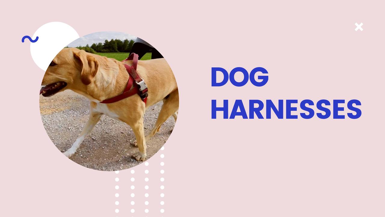 AustralianMade Dog Collars Quality and Style One News Page VIDEO